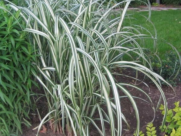 Miskantas kininis ,Cosmopolitan' (lot. Miscanthus sinensis) Miskantas kininis ,Cosmopolitan' (lot. Miscanthus sinensis)